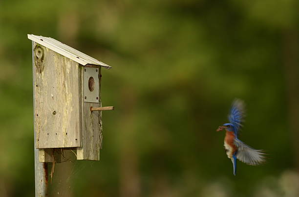 istock Eastern bluebird flying to nest box 472013434