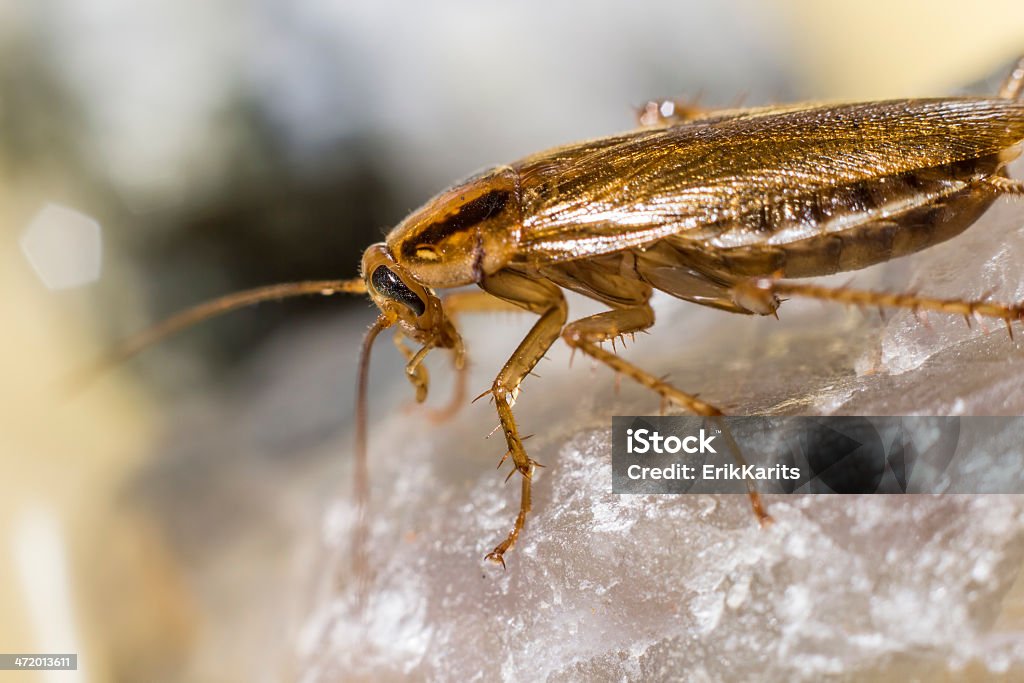 Ritratto di un tedesco Scarafaggio (Blattella germanica) - Foto stock royalty-free di Ambientazione esterna