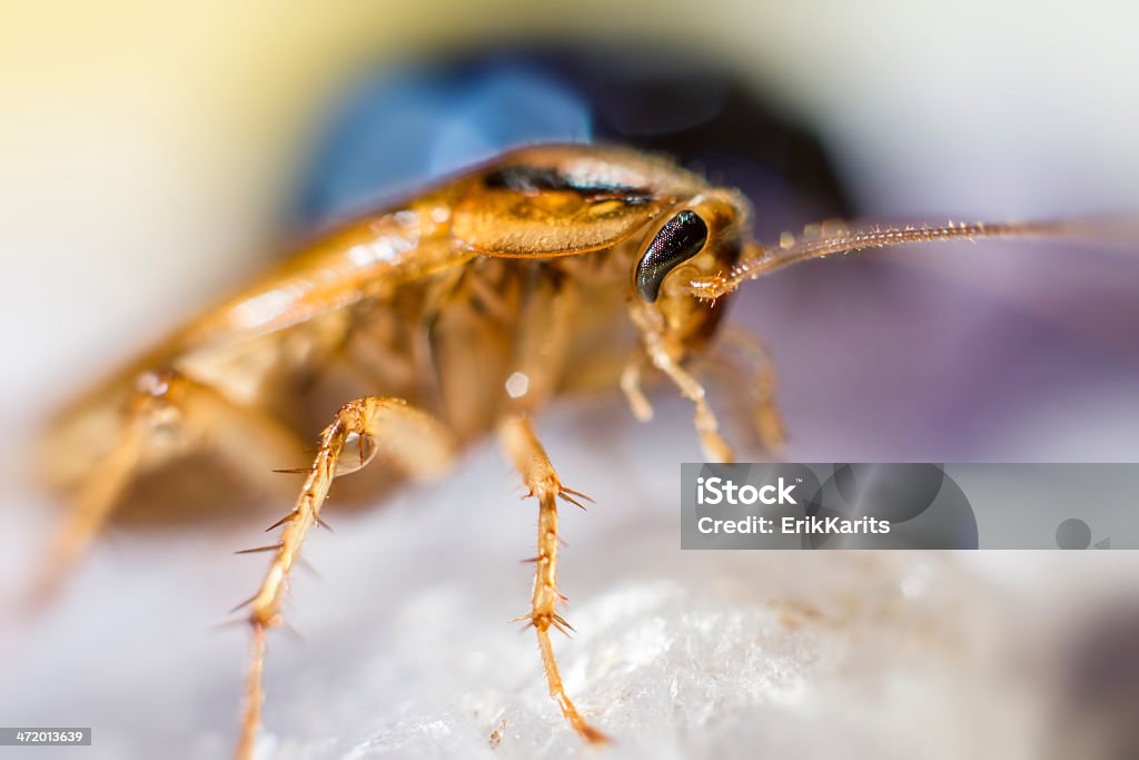 Portrait of a German cockroach  (Blattella germanica The German cockroach (Blattella germanica) is a small species of cockroach, measuring about 1.3 to 1.6 cm (0.51 to 0.63 in) long; however, larger individuals have been recorded Animal Stock Photo