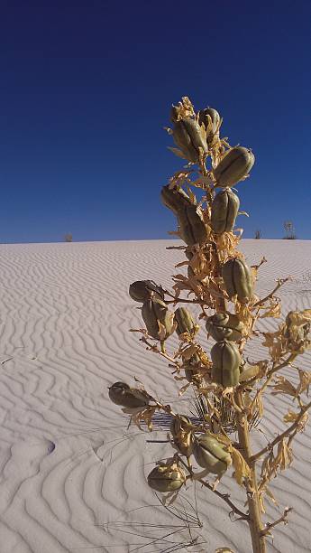 flor del desierto de arenas blancas park - single flower flower desert new mexico fotografías e imágenes de stock