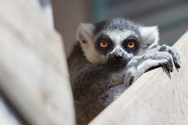 A ring-tailed-lemur