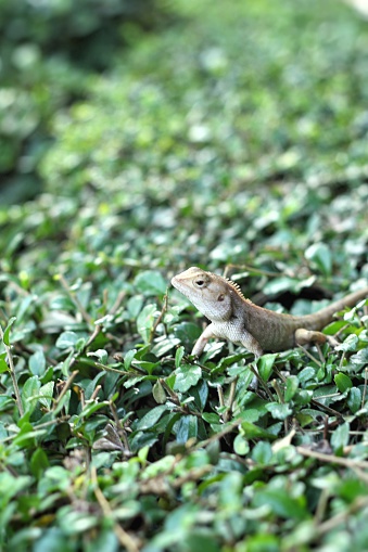 กิ้งก่าไทยสีน้ําตาลบนต้นไม้ ภาพสต็อก - ดาวน์โหลดรูปภาพตอนนี้ - การถ่าย ... กิ้งก่าไทยสีน้ําตาลบนต้นไม้ ภาพสต็อก - ดาวน์โหลดรูปภาพตอนนี้ - การถ่าย ...