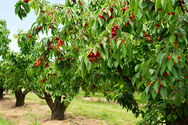 Ripe cherries on a tree A photo of beautiful cherry trees with cherries in orchard. cherry tree stock pictures, royalty-free photos & images