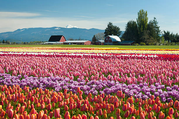 Springtime Tulip Fields stock photo