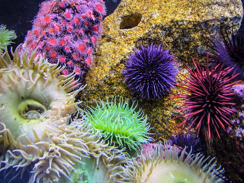 Colorful anemones and sea urchins in a tide pool.
