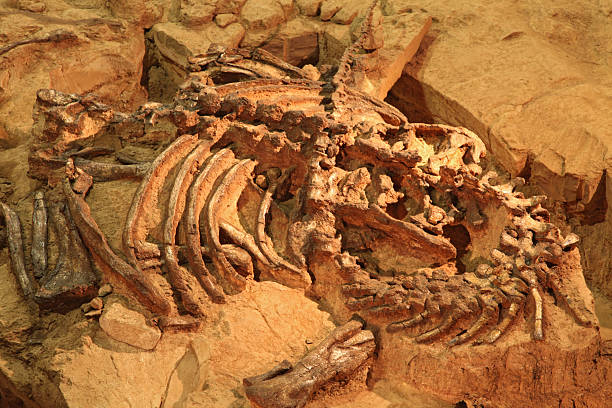 địa điểm thám hiểm khủng long - dinosaur fossil hình ảnh sẵn có, bức ảnh & hình ảnh trả phí bản quyền một lần