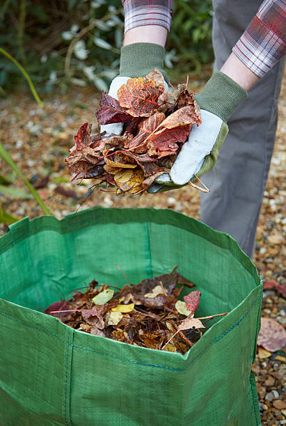 istock Man putting fall leaves in garden waste 472016249