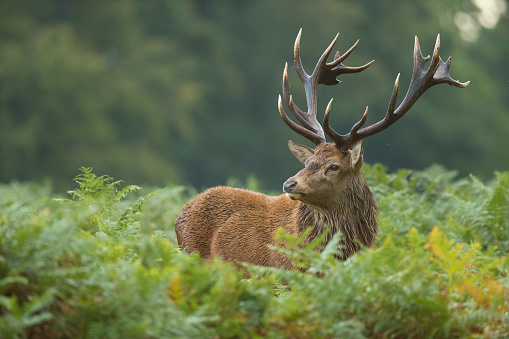 Red deer stag standing in bracken and fern during rutting season.