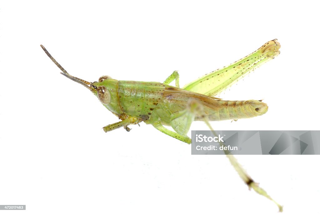 grasshopper isolado - Foto de stock de Amarelo royalty-free