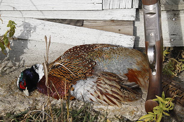 Pheasant and Gun stock photo