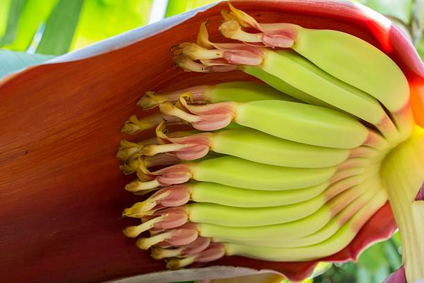 Close-up shot of details inside of a banana flower stock photo