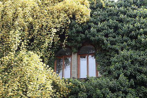Huge overgrown lianas on the facade of the building around the window