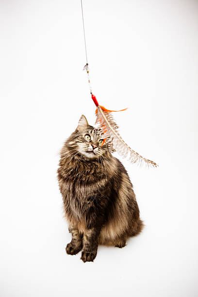 istock Maine Coon cat playing feather toy 472019917
