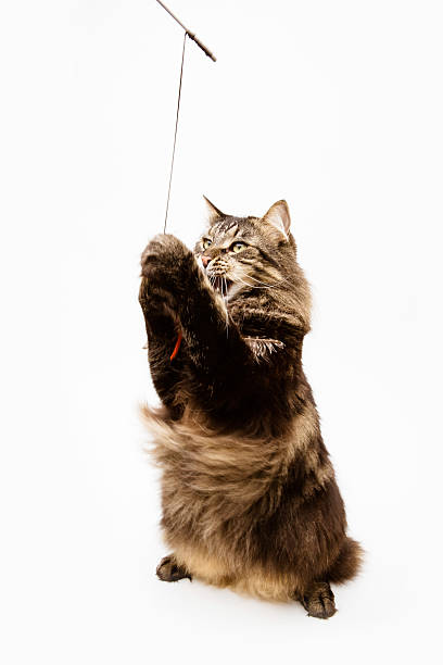 istock Maine Coon cat playing feather toy 472019927