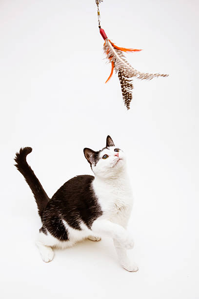 Black and white cat playing feather toy stock photo