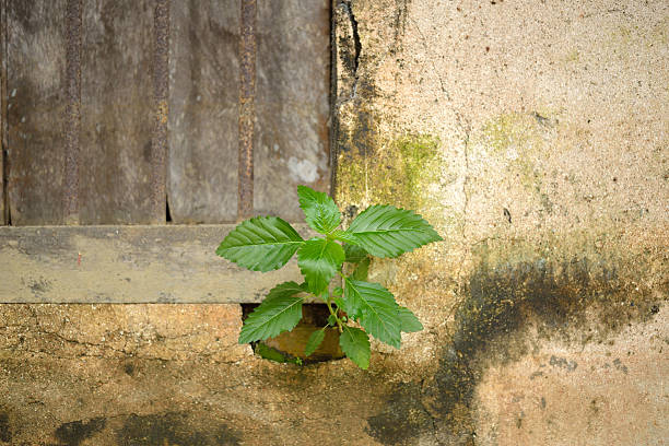 concrete wall with weed stock photo