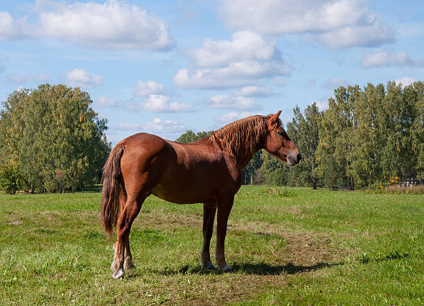 istock Dark bay horse in a meadow 472020846