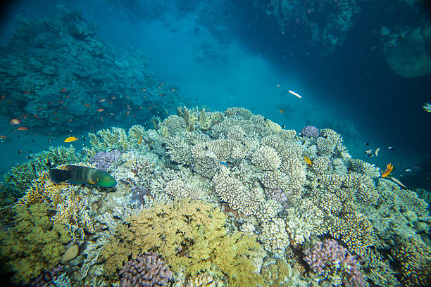 istock Red sea coral reef 472021066