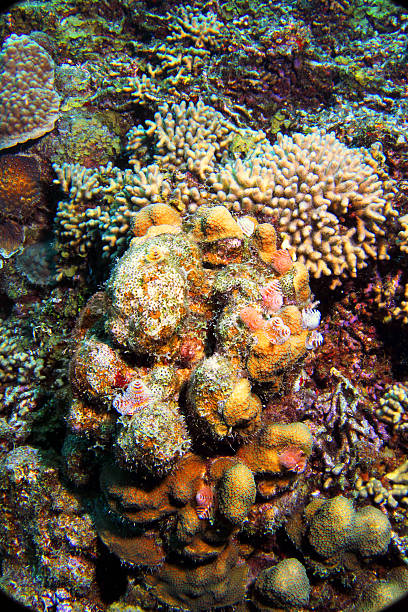 istock Coral Reef Life, Curacao 3 472021080
