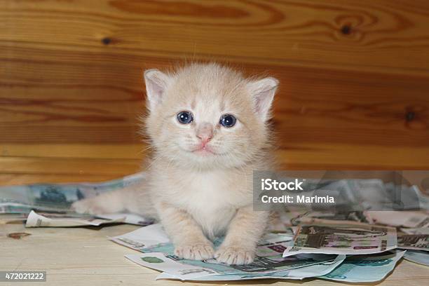Rich Kitten Stock Photo - Download Image Now - Currency, Domestic Cat, 2015