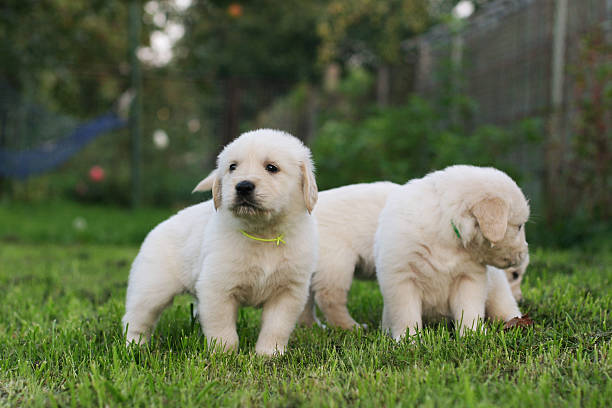 istock Golden retriever puppies. 472023962