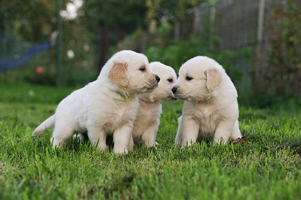 istock Golden retriever puppies. 472023964