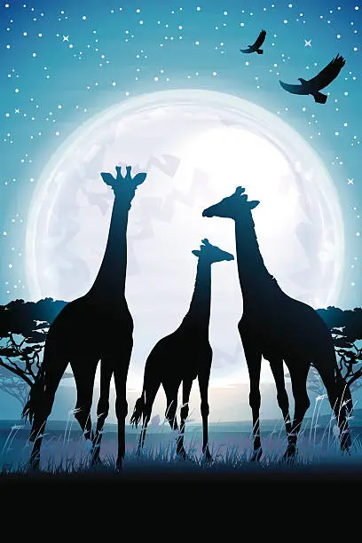 Vector illustration of Three Giraffes silhouettes safari in savanna against blue moon