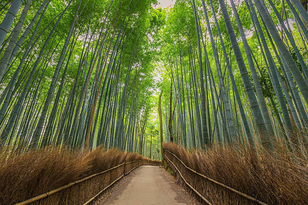 istock Bamboo Forest in Kyoto, Japan 472024330