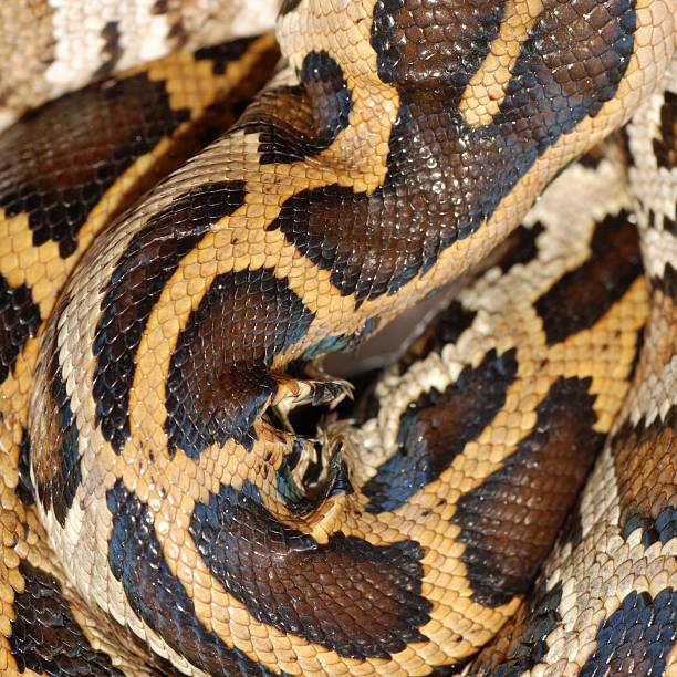 Boa Snake Pattern Stock Photo - Download Image Now - Abstract