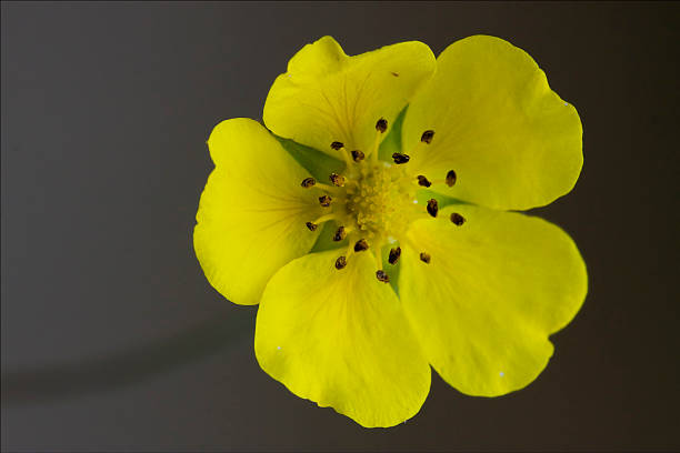 macro geum urbanum rosacee - punctata photos et images de collection