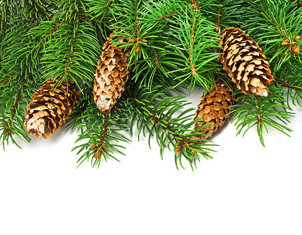 istock Branch of Christmas tree and cones 472024873