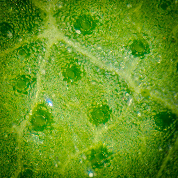 green leaf with breathing cells stomata macro microscope magnified shot
