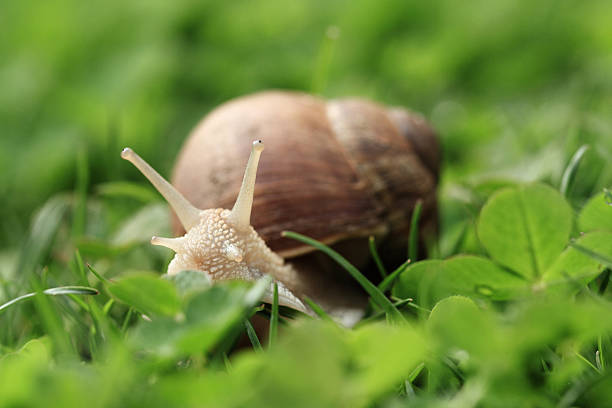 istock Snail. Helix pomatia. 472027175