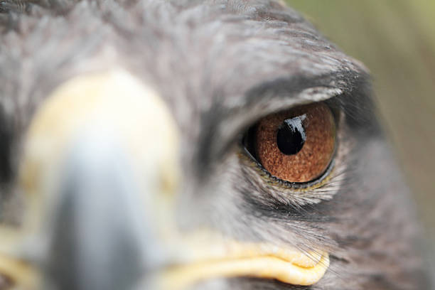 Steppe Eagle The Steppe Eagle is a bird of prey steppe eagle aquila nipalensis detail of eagles head stock pictures, royalty-free photos & images