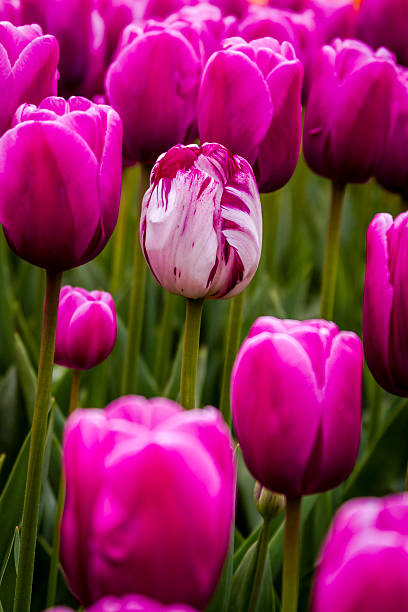 istock Skagit Valley Oregon Tulip Fields 472027860
