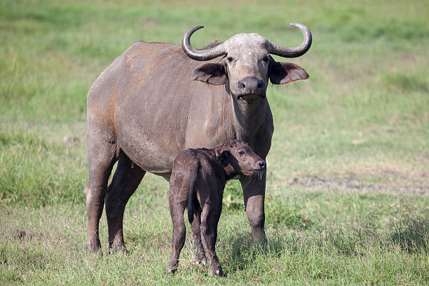 istock African buffalo (Cape buffalo) with calf 472027864