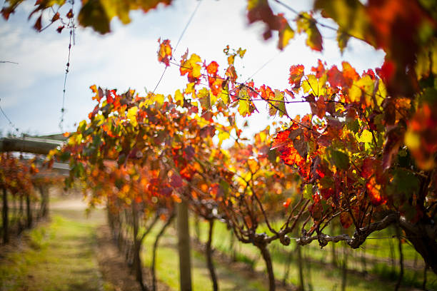 istock Stunning colours in the vineyards 472028302