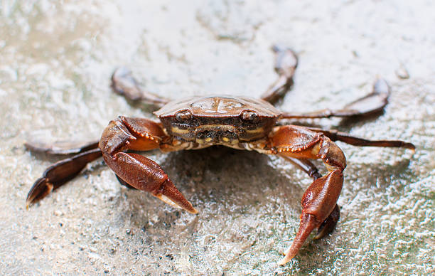 Fresh water crab stock photo