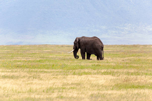 istock Landscape Of Africa 472028542