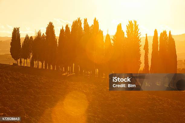 Photo libre de droit de Cyprès Italien Arbres Contre La Lumière Du Soleil Et Lens Évasé En Toscane banque d'images et plus d'images libres de droit de Agriculture