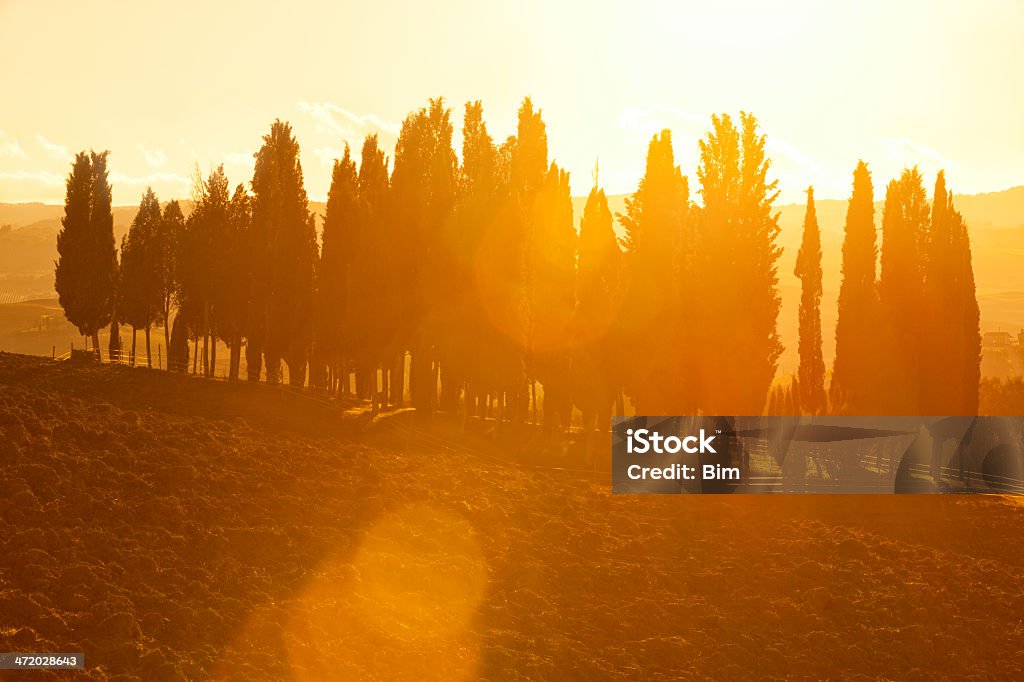 イタリア Cypress の木と太陽レンズフレアで、トスカーナ - イタリアのロイヤリティフリーストックフォト