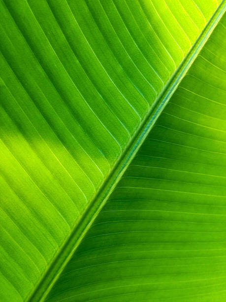 istock Singapore, tropical foliage. 472028661