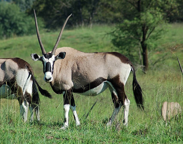 antílope gemsbok - gemsbok antelope mammal nature fotografías e imágenes de stock