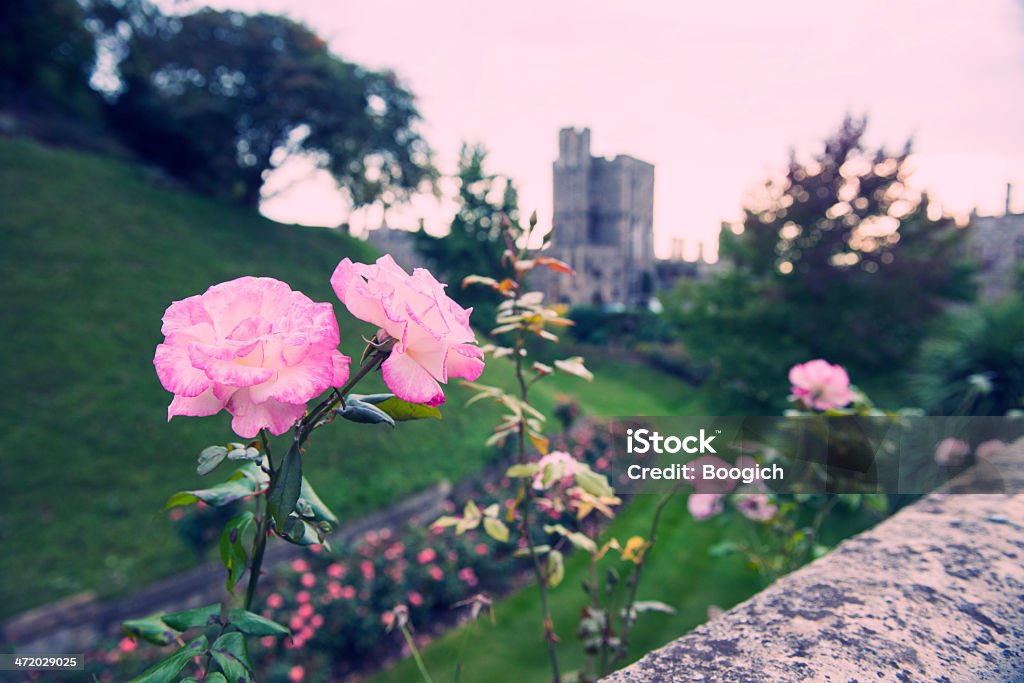 Rose ao anoitecer no jardim inglês Formal - Foto de stock de Ajardinado royalty-free
