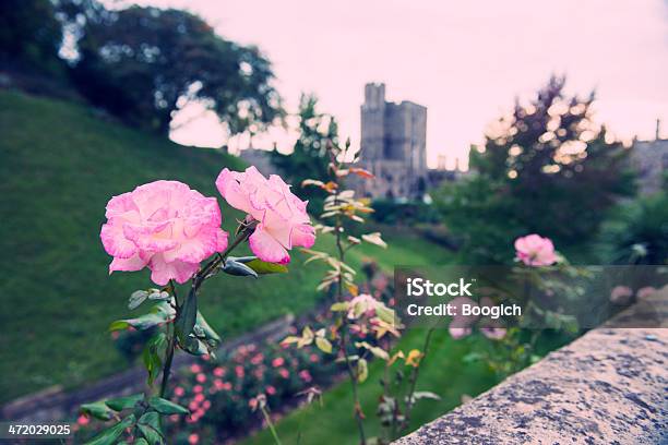 Foto de Rose Ao Anoitecer No Jardim Inglês Formal e mais fotos de stock de Ajardinado - Ajardinado, Canteiro de Flores, Cultura Britânica