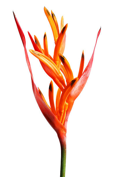 istock Bird of Paradise flower on white background. 472029473
