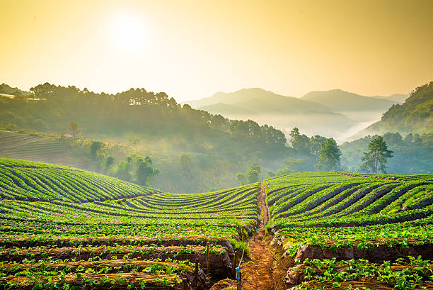 istock Beautiful sunshine at misty morning mountains . 472030241
