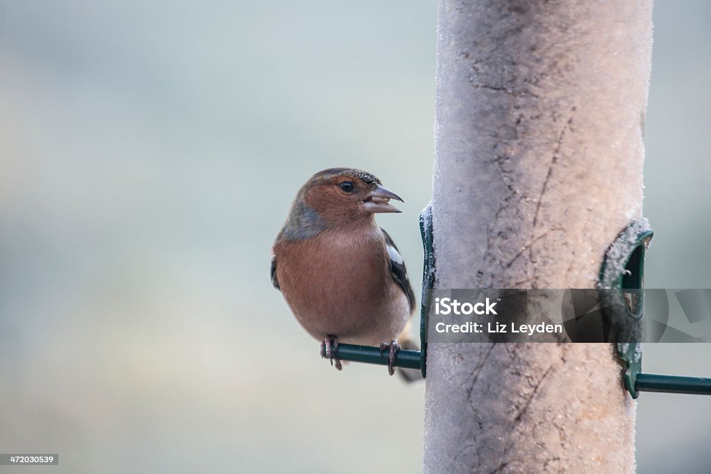 Pinzón vulgar macho (Fringilla coelebs alimentación del alimentador congelada) - Foto de stock de Alimentador de pájaros libre de derechos