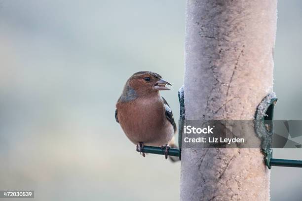 Macho Tentilhão De Frosty Oicvm De Alimentação - Fotografias de stock e mais imagens de Comedouro de pássaro