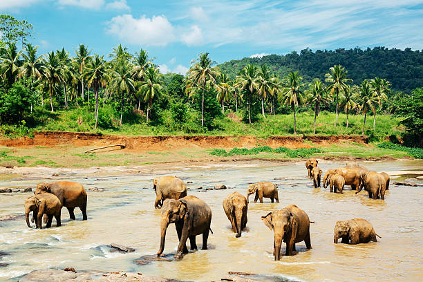 istock Pinnawala elephant orphanage, Sri Lanka. 472031682